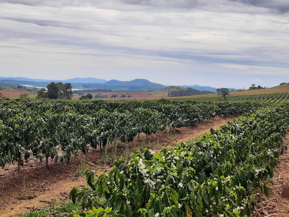 Cafezal Minastra nas montanhas do Sul de Minas